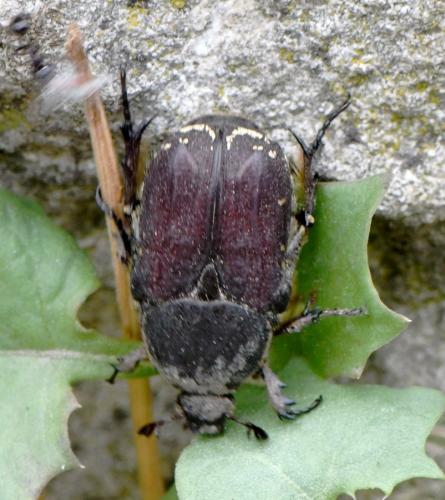 Netocia oblonga